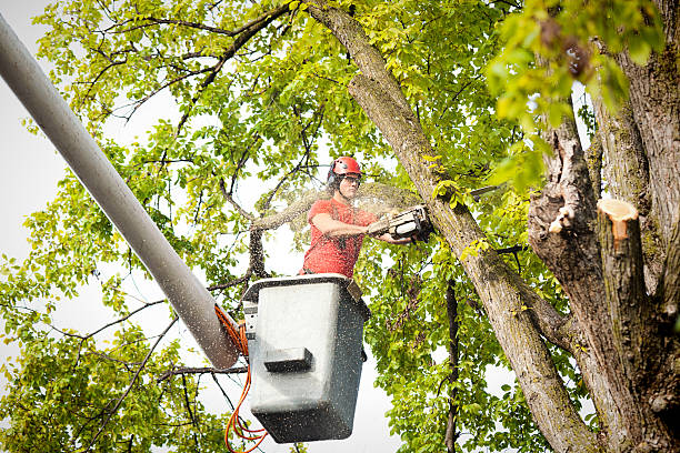 Birmingham, MI  Tree Services Company